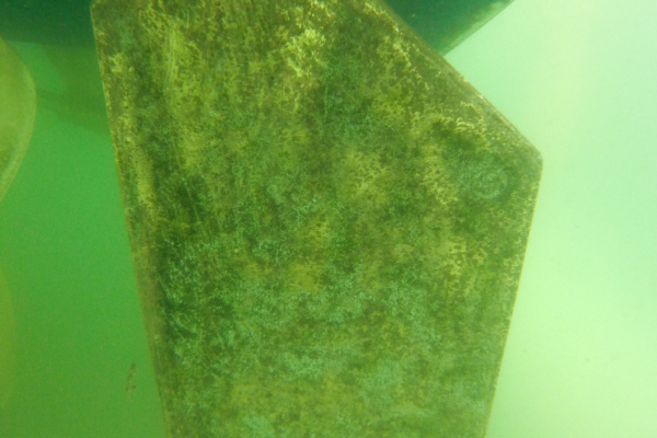 rudder after dive service cleaning in clearwater fl