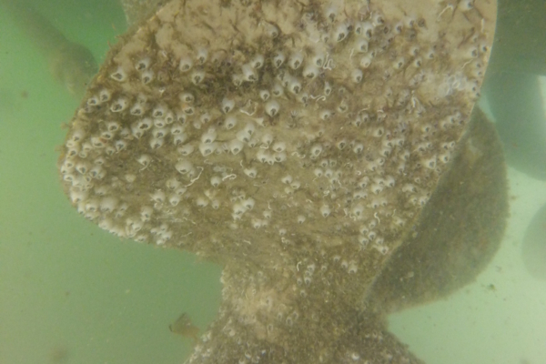 propellor before cleaning