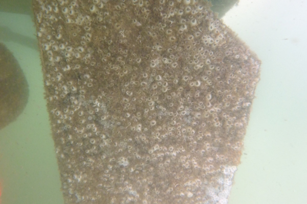 propeller before dive service cleaning